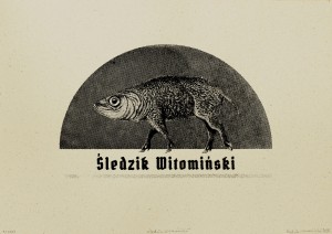 Śledzik W grafika eko